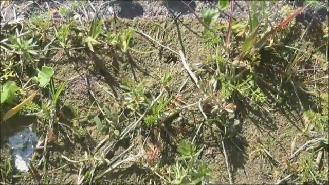 Tango allenamenti e ferma su pastura di beccaccino смотреть онлайн