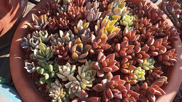 En Hızlı Büyüyen Sukulentler ( Yeni Başlayanlar Için) 1.Bölüm
