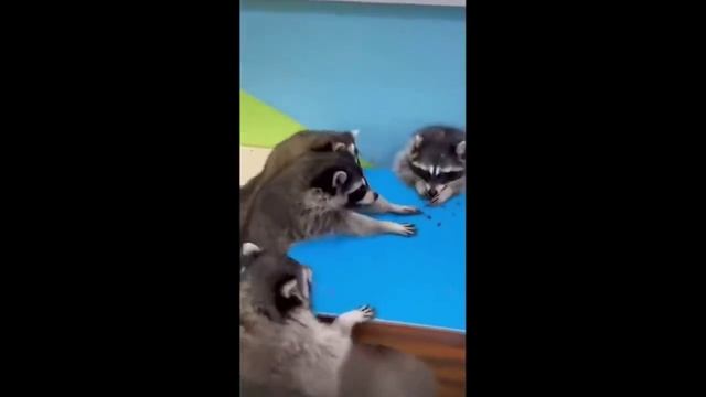 WebM Compilation№1