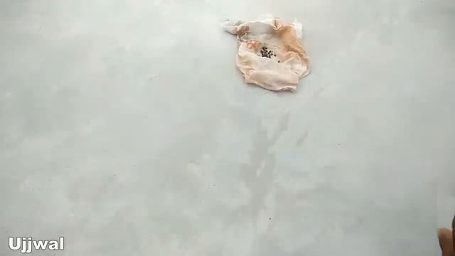 Grow cardamom from seeds | Grow Properly at home | Grow plants from seeds смотреть онлайн