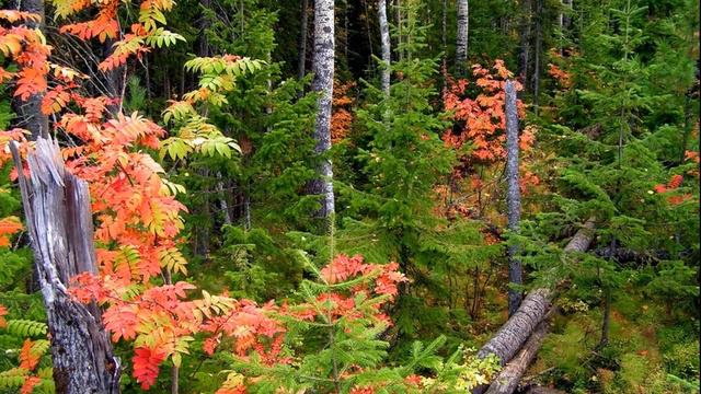 Диктант для 4 класса (сент.) "Шла осень" (с проверкой) смотреть онлайн