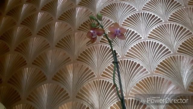 Phal. Tying Shin Phoenix первое цветение. Азиатик тебе не Голландец . . смотреть онлайн