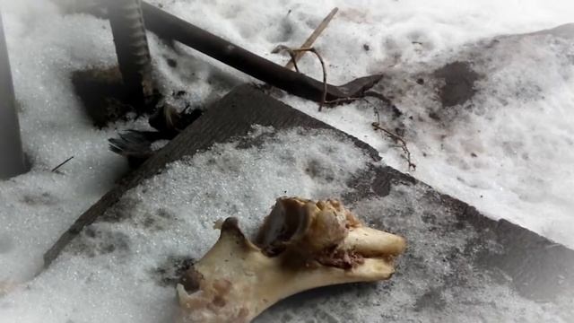 Воробьи мясоеды, отжимают кости с мясом у собаки смотреть онлайн