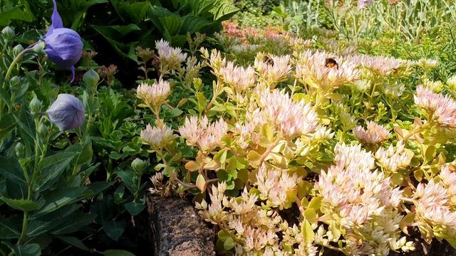 Видео заставка - Очиток ложный на даче. Дачный участок в Германии. Video screensaver. 4K видео смотреть онлайн