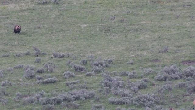 Grizzly Bear Chases Elk in Yellowstone NP смотреть онлайн