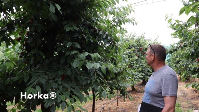 Nowe odmiany czereśni [część 1/3] - New varieties of cherries [part 1/3 смотреть онлайн