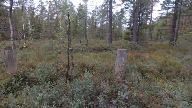 Танки, Грибы, Сертолово и BV9700 pro. У вас много грибов? смотреть онлайн