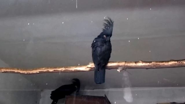 черный какаду - black Cockatoo смотреть онлайн