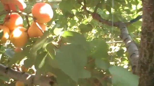 2018р. На 20 ті числа червня почалось достигання абрикоса такого сорту як "Мелітопольський Ранній". смотреть онлайн
