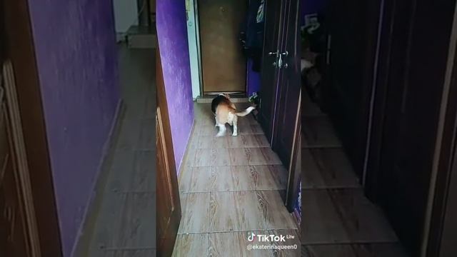 бигль танцует?#бигль #танцы#собака#biagl#собакадругчеловека смотреть онлайн