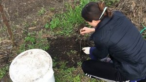 Лучший способ размножения деревьев.Черенкование.