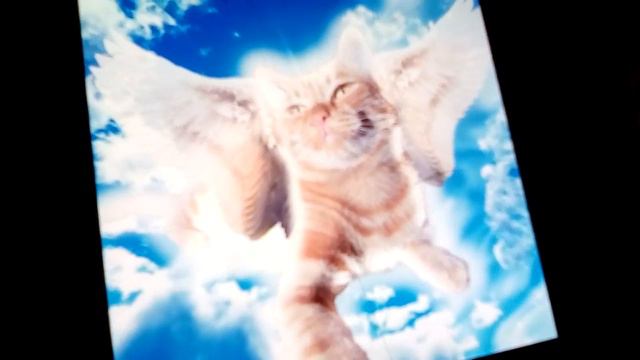 песня Симбы старшего Simba старший всегда останется в наших сердцах♥️♥️♥️♥️♥️♥️♥️♥️♥️ смотреть онлайн