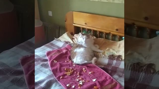 Или кот неправильный или лайфхак не работает)) смотреть онлайн