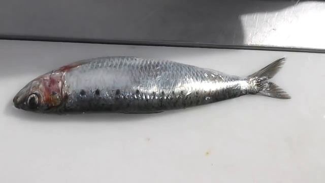 Passionate About Fish - How To Prepare Sardines