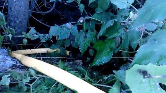 Канава. Тест дренажника, в т.ч. в качестве сифона. Часть 1. смотреть онлайн