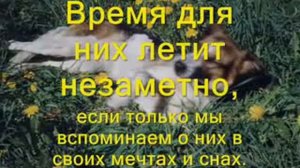 Как умирают собаки...