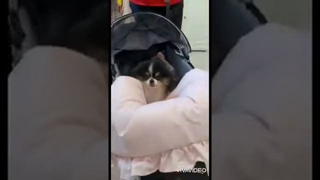 Прогулочная коляска для собак смотреть онлайн