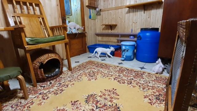 Devon Rex, наши котята Девон-Рексы ,вечерние игры с котами) смотреть онлайн