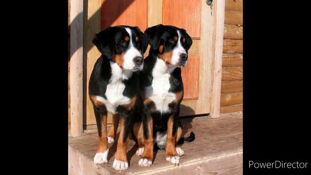 Гроссер (Большой швейцарский зенненхунд)