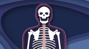 Discover Some Parts of The Body You Could Live Without! | Human Body Songs For Kids | KLT Anatomy