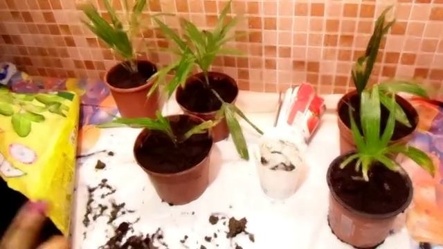 ПЕРЕСАДКА ПАЛЬМЫ ИЗ АДЛЕРА. РАЗМНОЖЕНИЕ ГИБИСКУСА смотреть онлайн