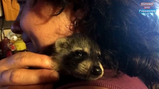 10 ПРИЧИН КУПИТЬ ЕНОТА Интересные факты! смотреть онлайн