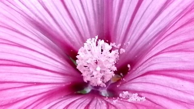 Гладиолус, лаватера и гортензия смотреть онлайн