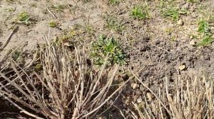 Размножение лаванды делением куста весной