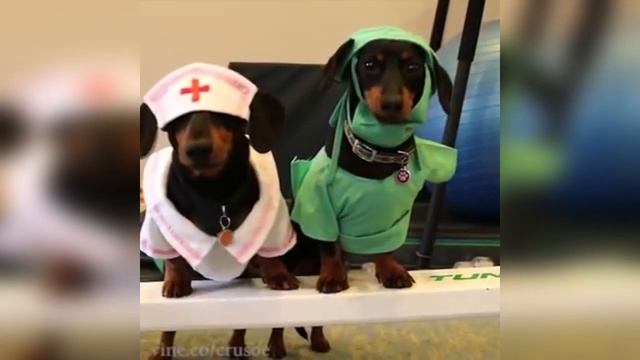 Такса описание породы! Все о породе собаки!