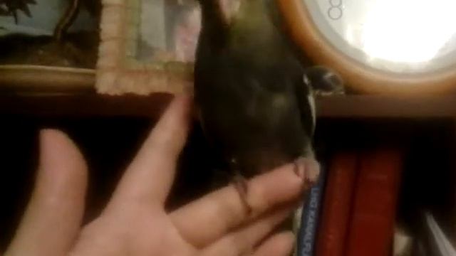 Птенчик кореллы. 39 дней смотреть онлайн