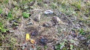 как поймать живую куропатку