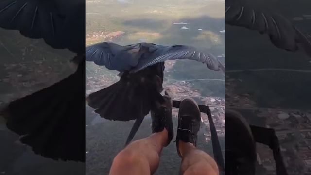 Приручённый стервятник сопровождает своего хозяина-парапланериста в полёте. смотреть онлайн