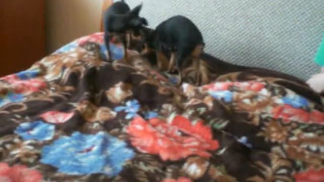 той-терьеры Тоша и Мотя смотреть онлайн