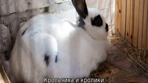 Чем кормить крольчиху после окрола чтобы было молоко