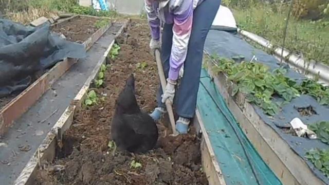 что лучше: культиватор ТОРНАДО, огородные вилы или лопата. смотреть онлайн