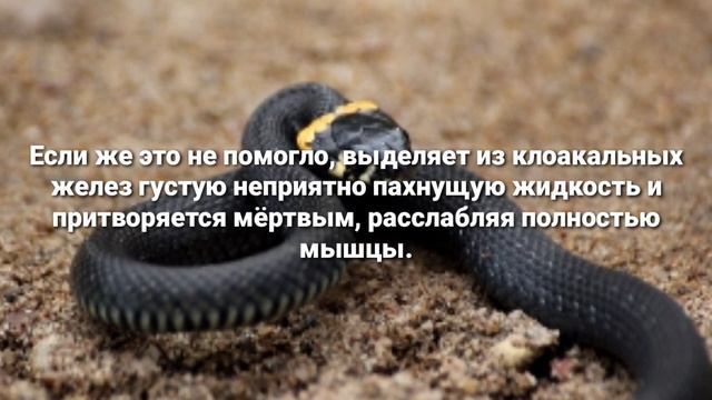 Уж обыкновенный | Natrix Natrix | Подробный рассказ и описание смотреть онлайн