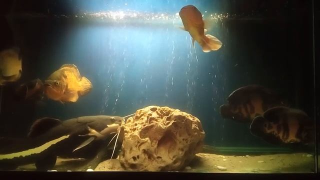 УХОД И КОРМЛЕНИЕ КРУПНОЙ РЫБЫ В АКВАРИУМЕ! Корм хищников живой рыбой и как стимулировать нерест смотреть онлайн