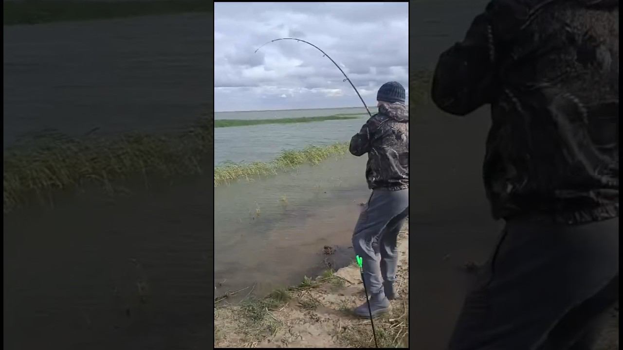 Диевка. Сазаны атакуют #ловлясазана #охотанагуся #fishing #охотаназайца смотреть онлайн