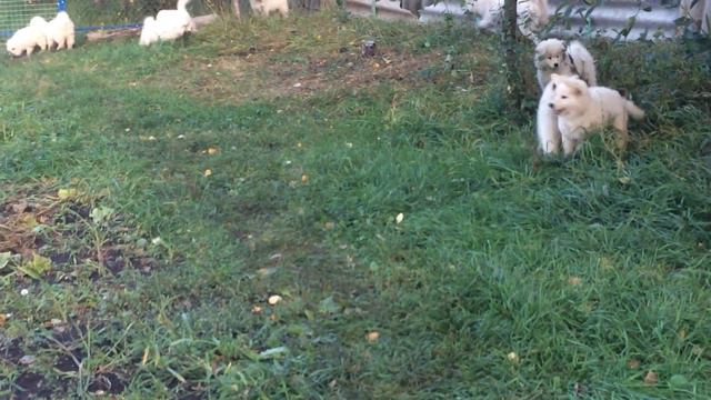 Щенки 15.09.19 ч-4 смотреть онлайн