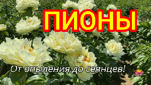 Сеянцы от пиона LEMON CHIFFON / Сад Ворошиловой