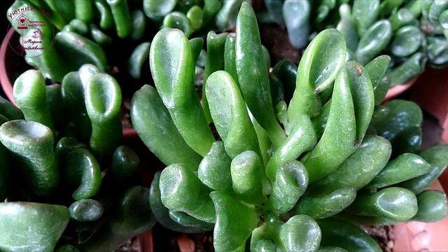 Денежное дерево. Популярные сорта. Уход в домашних условиях. смотреть онлайн