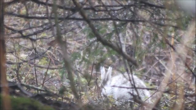 Valgejänesed Lepus timidus Kemba Harjumaa Estonia kevad 2021 смотреть онлайн