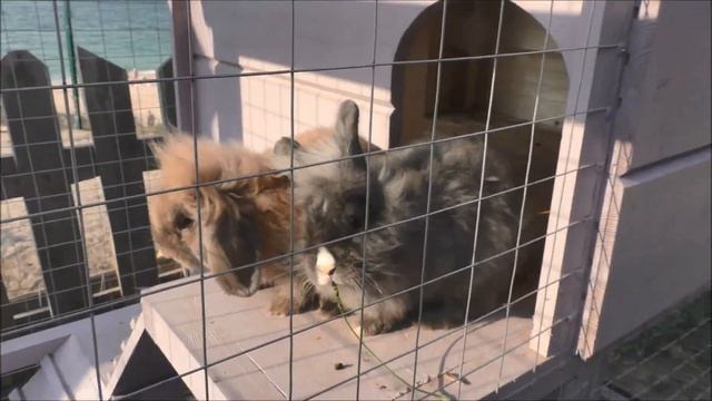 Отель Riga Village Resort 3* Крым Азовское Море | Отзыв обзор территория смотреть онлайн