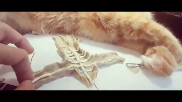 Модель Внутреннего Строения Тела Человека. 3 класс. Сам в ШОКе как круто получилось!!! смотреть онлайн