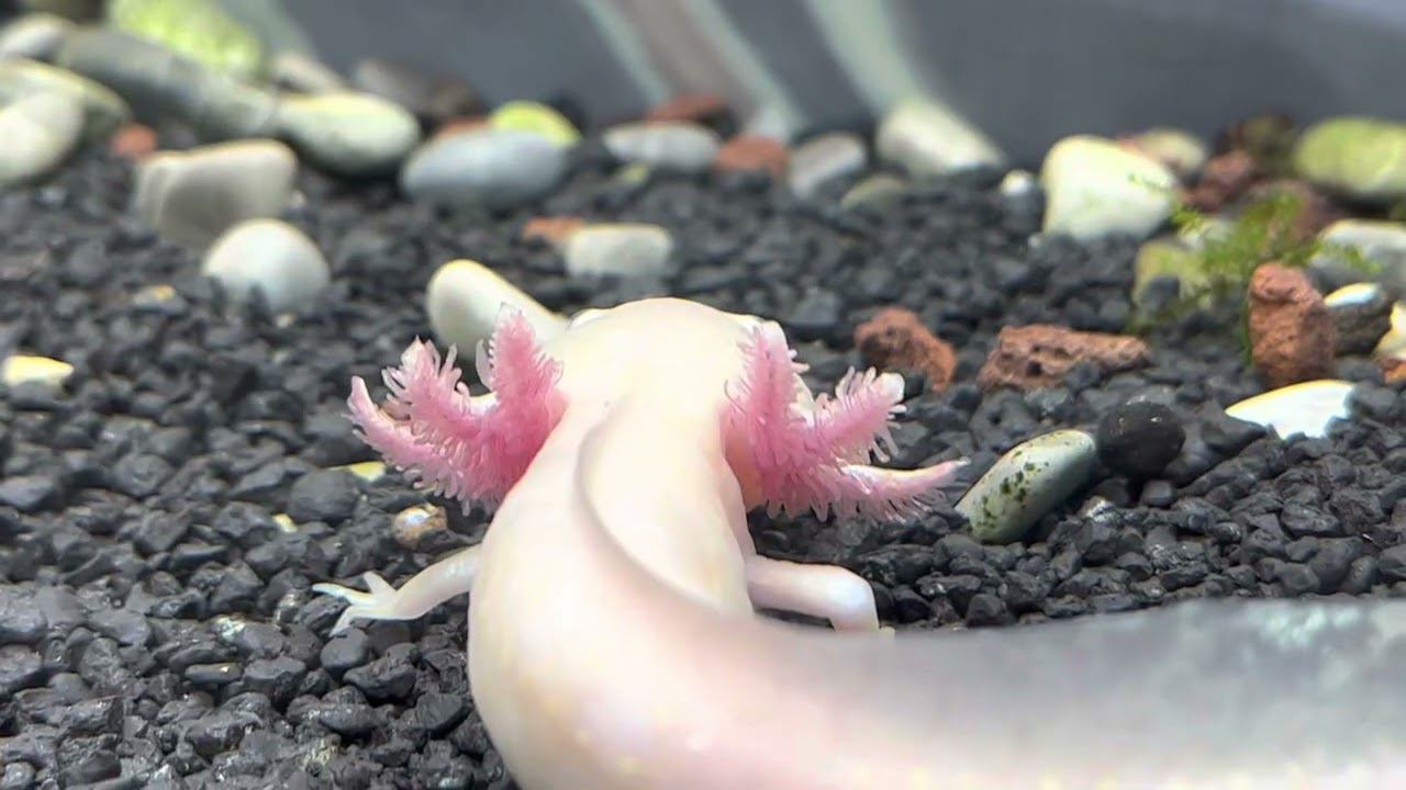 Аксолотли в аквариуме смотреть онлайн