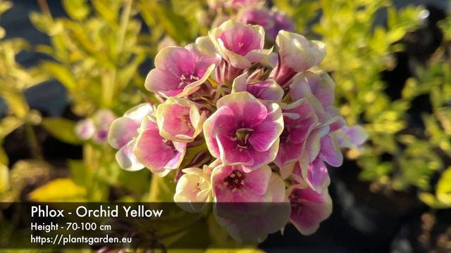 Phlox - Orchid Yellow 4K смотреть онлайн