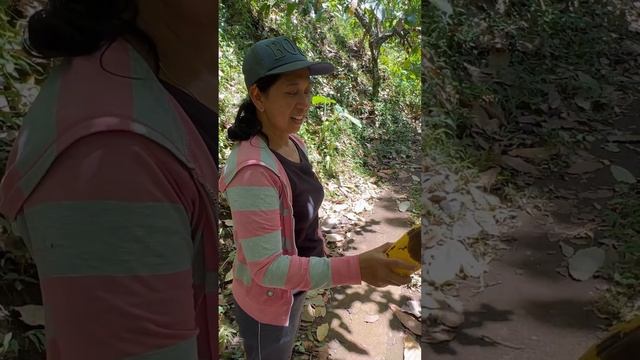 Смотрите что нашли! Это шоколадное дерево! Очень круто! Пробовали такое? #goodiets #shorts смотреть онлайн