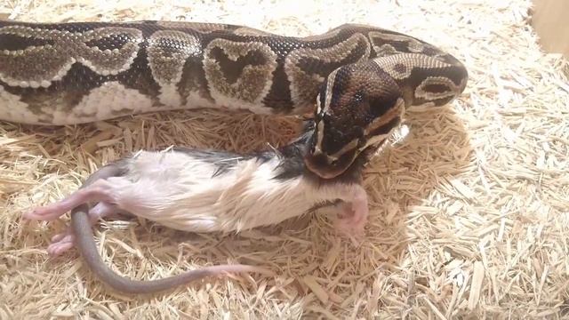 Ball Python Eating Rat (Frozen) - Time Laped смотреть онлайн