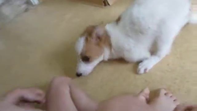Чарли - безногий щенок. смотреть онлайн