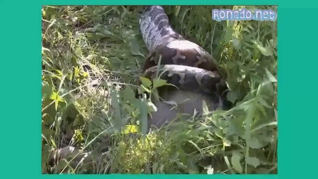 Biggest python snake - Giant anaconda attacks human - Anaconda vs Crocodile – Prin смотреть онлайн